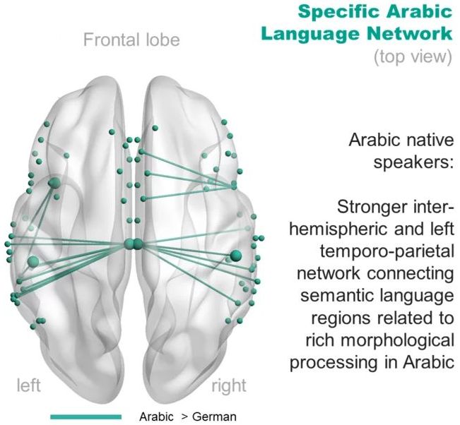 Gehirn, Arabisch