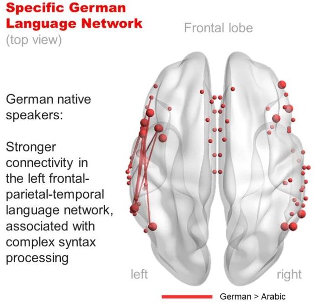 Gehirn, Deutsch