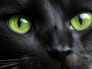 Schwarze Katze Kater