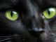 Schwarze Katze Kater