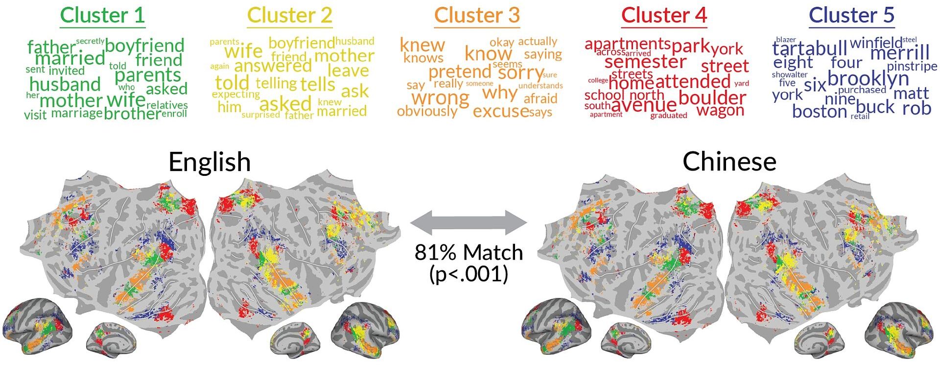 Speicherung Fremdsprachen Gehirn
