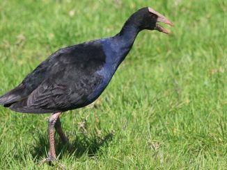 Purpurhuhn