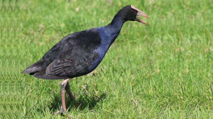 Purpurhuhn